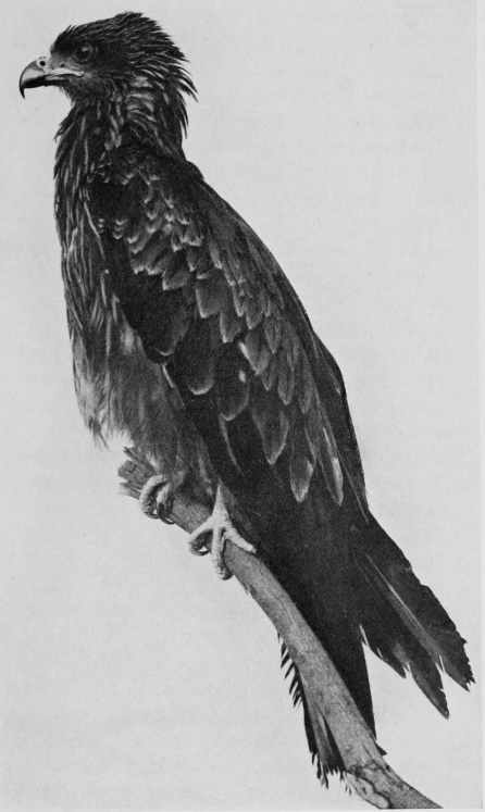 THE INDIAN KITE. (MILVUS GOVINDA)