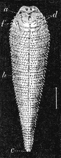 Illustration: Linguatula magnified six times