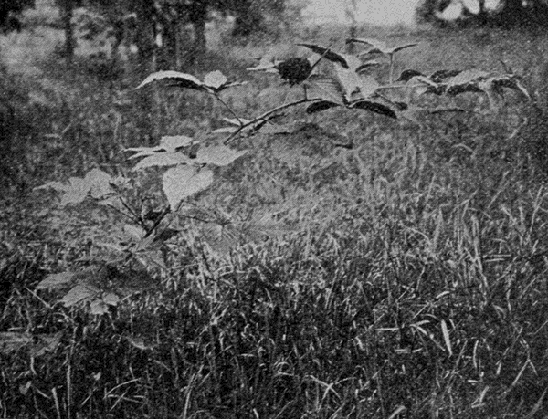 black
raspberry vine