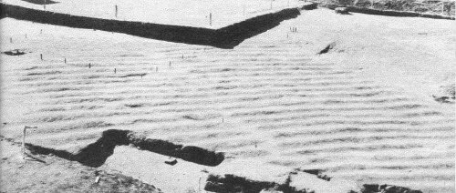 This series of cultivated rows buried beneath the fill of later mound construction confirms our belief that the temple mound builders lived mainly by farming.