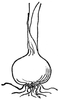 FIG. 9.—BULB OF THE ONION

Showing root and leaf growth.