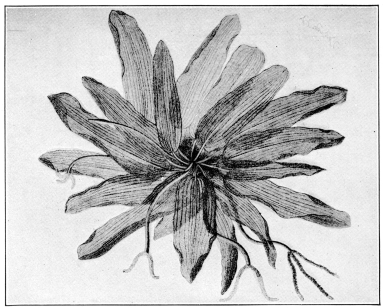 Laceleaf (Aponogeton fenestralis). A submerged aquatic
plant, with permanently skeletonized leaves, and an inhabitant of forest
pools in Madagascar. (After Engler & Prantl. Courtesy of Brooklyn
Botanic Garden.)