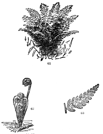 FIG. 61-63.—COMMON WOODLAND FERN

Fig. 61. A general view. Fig. 62. Its uncoiling spring condition. Fig.
63. The back of one of the smaller divisions of the leaf showing the
collection of spore cases (sori). These are sometimes borne on special
leaves, but in most of our American kinds on the backs of ordinary
foliage leaves.