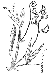 FIG. 72.—THE EVERLASTING OR PERENNIAL PEA

A member of the Papilionaceæ or pea family which rely almost entirely on
bees for fertilization.