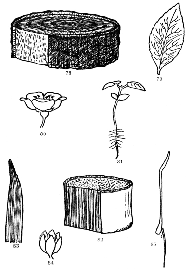 FIG. 78-85.—PLANT FAMILIES

Dicotyledonous and Monocotyledonous growth habits contrasted. Figs.
78-81. The trunk of a dicotyledonous tree showing division of the wood
into heartwood, sapwood, and cambium, which the removal of a piece of
outer bark exposes. Note the net-veined leaf (79), the seedling with two
seed leaves (81), and with the parts of the flower in 5’s (80). Figs.
82-85. Monocotyledonous plant. Note the lack of zones of wood, cambium
and corky bark. Such plants have parallel-veined leaves (83), parts of
their flowers in 3’s or 6’s (84), and germinate with a single seed leaf
(85).