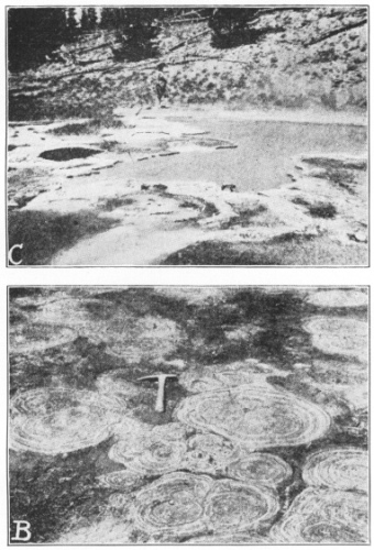 Fossil and Living Algæ Compared. C. A living algal pool
colony near the Great Fountain Geyser, Yellowstone Park. (After
Walcott.) B. Fossil calcareous algæ. Cryptozoön proliferum Hall, from
the Cryptozoön ledge in Lester Park, near Saratoga Springs, N. Y. These
algæ, which are among the oldest plants of the earth, grew in
cabbage-shaped heads on the bottom of the ancient Cambrian sea and
deposited lime in their tissue. The ledge has been planed down by the
action of a great glacier which cut the plants across, showing their
concentric interior structure. (Photographed by H. P. Cushing. Pictures
and explanations of them from “The Origin and Evolution of Life,” by
Professor Henry Fairfield Osborn, who kindly permitted their
reproduction here.) (Courtesy of Brooklyn Botanic Garden.)