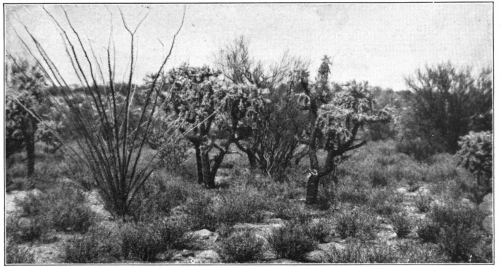 Some of the Commoner Plants of the Desert in the
Southwest. The fanlike branches at the left are the ocotillo
(Fouquieria), the two short tree cacti and choya cactus (Opuntia) and
the leafless tree in the central background the palo verde
(Parkinsonia).

(Photo by the late Edward L. Morris, released for publication here by
the Brooklyn Museum.)