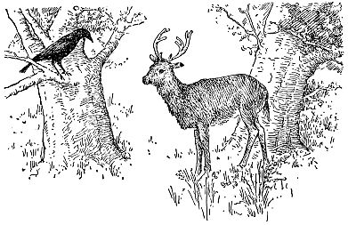 Deer and crow