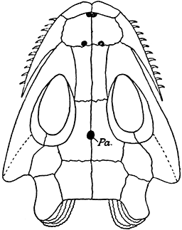 Fig. 35