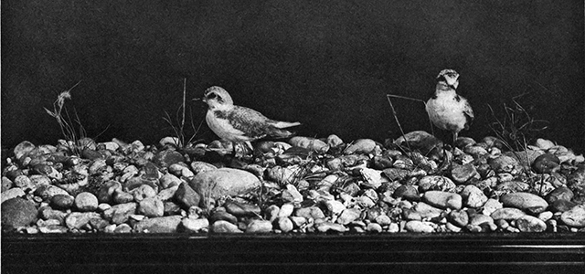 Kentish Plover with Eggs and Young