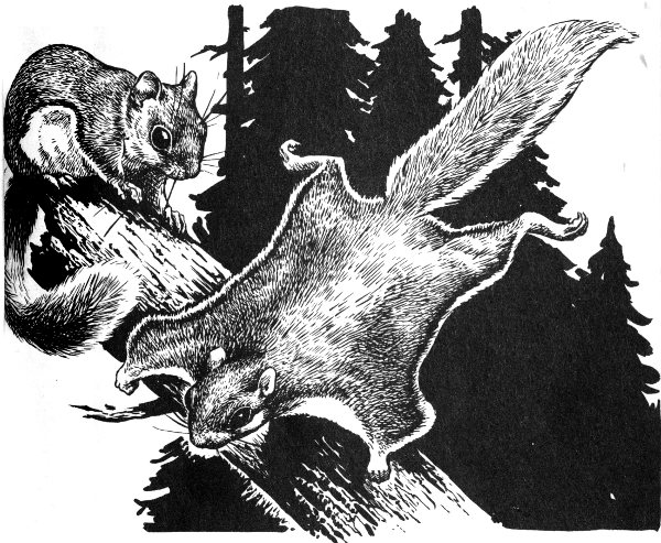 northern flying squirrel