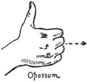 Opossum