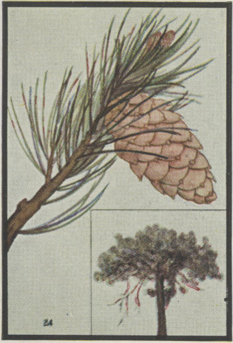 Limber Pine