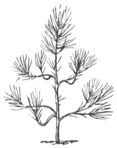 Pine seedling