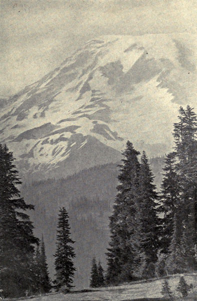 Mt. Rainier and
Alpine Firs (Abies lasiocarpa)