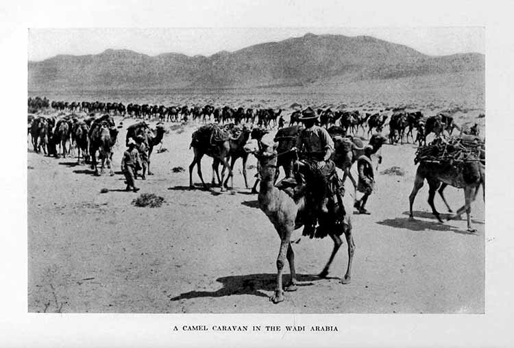 Photograph: A CAMEL CARAVAN IN THE WADI ARABIA