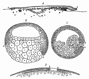 Fig.119. Median longitudinal section
of the gastrula of four vertebrates.