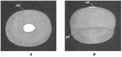 Fig.120. Embryonic vesicle of a
seven-days-old rabbit with oval embryonic shield (ag).