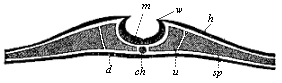 Fig.136. Transverse
section of the embryonic disk of a chick at the end of the first day of
incubation.