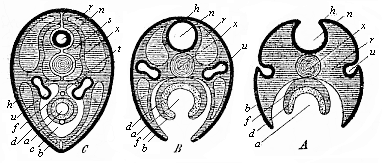 Fig.137. Three diagrammatic
transverse sections of the embryonic disk of the higher vertebrate, to show the
origin of the tubular organs from the bending germinal layers.