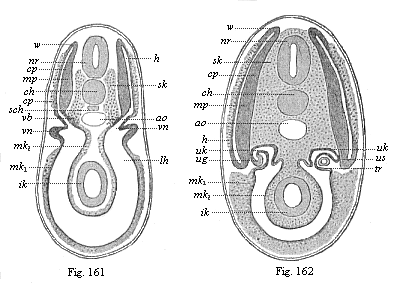 Figs. 161 and 162. Transverse section
of shark-embryos (through the region of the kidneys).