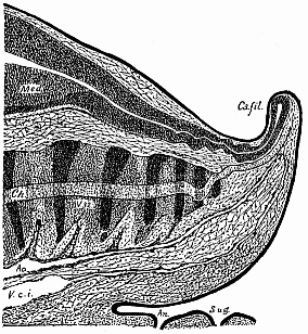 Fig.182. Median longitudinal section
of the tail of a human embryo, two-thirds of an inch long.