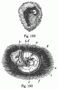 Fig.189. Human ovum of
twenty to twenty-two days. Fig. 190. Human foetus of twenty to twenty-two days,
taken from the preceding ovum, magnified.