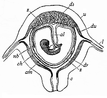 Fig.196. Diagrammatic
frontal section of the pregnant human womb.