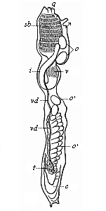 Organisation of an
Ascidia (as in Fig. 220, seen from the left).