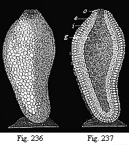 Figs. 236-237. Ascula of
gastrophysema, attached to the floor of the sea.