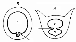 Fig.246. Transverse
section of the branchial gut.