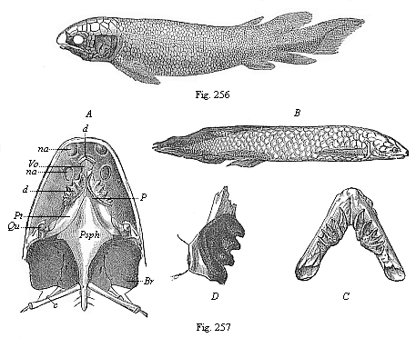 Fig.256. Fossil
Dipneust (Dipterus Valenciennesi), from the old red sandstone (Devon). Fig.
257. The Australian Dipneust (Ceratodus Forsteri).