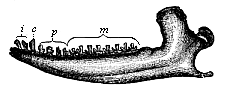 Fig.271. Lower jaw of a
Promammal (Dryolestes priscus), from the Jurassic of the Felsen strata.