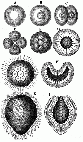 Gastrulation of a coral.