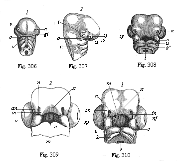 Figs. 306 and 307. Head
of a chick embryo, three days old. Fig. 308. Head of a chick embryo, four days
old, from below. Figs. 309 and 310. Heads of chick embryos: 309 from the end of
the fourth, 310 from the beginning of the fifth week.