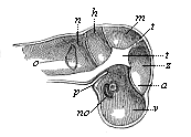 Fig.323. Primitive skull
of the human embryo, four weeks old, vertical section, left half seen
internally.