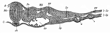 Fig.360. Transverse
section of the trunk of a chick-embryo, forty-five hours old.