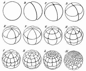 Fig.40. The cleavage of the frog’s
ovum.