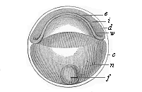 Fig.54. Discoid
gastrula (discogastrula) of a bony fish.