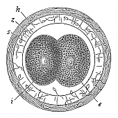 Fig. 69 Incipient cleavage of the mammal ovum (from the
rabbit).