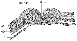 Fig.96. Transverse section of the
primitive groove (or primitive mouth) of a rabbit.