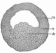 Fig. 45. Blastula of the water-salamander.