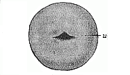 Fig. 46. Embryonic vesicle of triton.