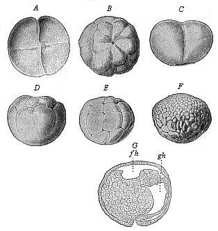 Gastrulation of ceratodus.