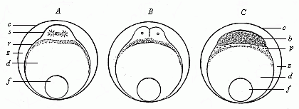 Ovum-segmentation of a bony fish.