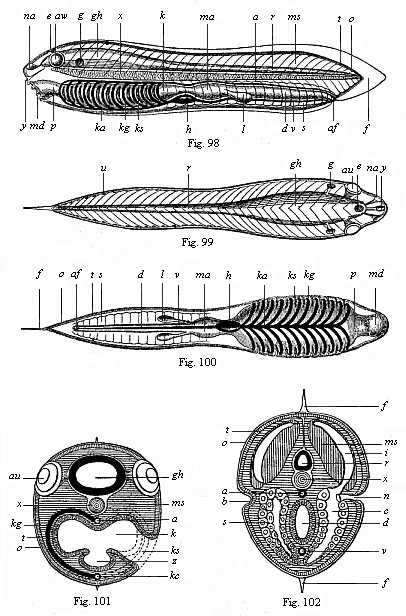 Figs. 98-102. The ideal primitive vertebrate (prospondylus). Diagram.