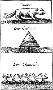 TOP: Beaver—MIDDLE: Beaver lodge>—BOTTOM:
Beaver dam